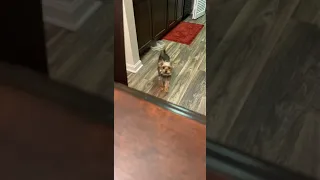 Dog Does Adorable Tap Dance Wanting Owner to Share Food - 1094371