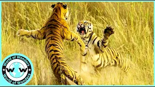 UNBELIEVABLE ! Terrible Tiger Moments Caught On Camera - Animal Attack