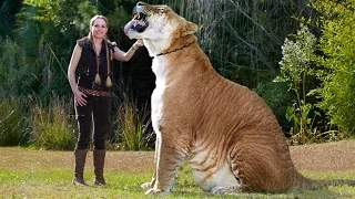 Лигр Геркулес-самая огромная кошка в мире! Гибрид самца льва и самки тигра.
