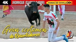 JADRAQUE // Recortadores ▪ POR PRIMERA VEZ ▪ Con toros de Núñez del Cuvillo y especial EL POCA ▶ 4K