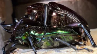 Rainbow stag beetle Mating failure ニジイロクワガタペアリング不成立