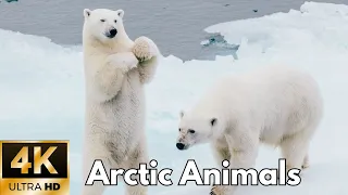 Arctic Animals FLYING OVER 4K Video Ultra HD - Relaxing Music Along With Beautiful Nature Videos