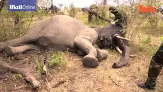 Distressed elephant tries to protect baby after poachers injure it