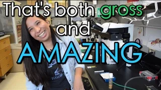 Fruit Fly Guts with Leslie! | Lab Next Door