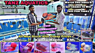 Tanz AQUATICS Bangalore , Flowerhorn & Free Giveaways Flowerhorn Today