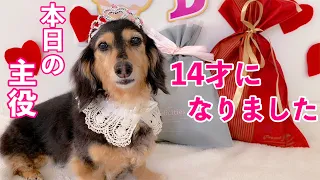 【ダックスフンド】祝14歳☆元気ハツラツ☆目指せ！二十歳（ハタチ）！！