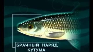 Диалоги о рыбалке - 144 - Айзербаджан, ловля кутума.