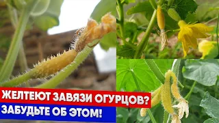 Желтеют завязи огурцов? Забудьте об этом!