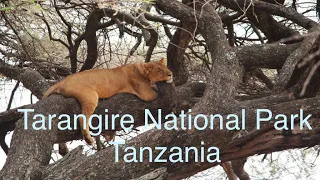 Tarangire National Park - Amazing place to visit in Tanzania
