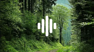 FOREST AMBIENCE | SOUND EFFECTS | HIGH QUALITY | NO COPYRIGHT