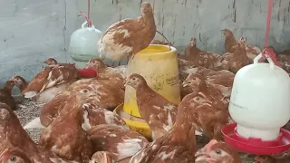 check the 50-day-old chicks, boss, who want to move from the brooder to the mattress cage.