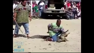 Bad Idea - Head in Alligator's Mouth