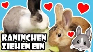 Kaninchen ziehen ein  🐰 Vom Tierheim ins neue Zuhause 💖 Adoption & erster Tag 🐾