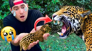 RIP BABY JAGAUR ! EATEN BY MOM !!