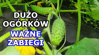 Chcesz mieć DUŻO OGÓRKÓW - Wykonuj te Zabiegi - Oprysk, Podlewanie, Nawożenie, Niedobory, Uprawa.