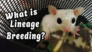 Guide To Buying Sugar Gliders |What is Linage breeding?