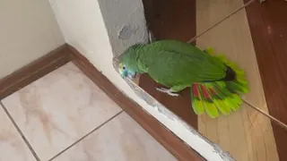 Papagaio 🦜 louvando a Deus eu navegarei