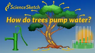 How do trees pump water?