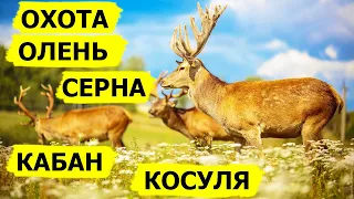 Охота на оленя, косулю, серну и кабана. Охота. (Охотник и рыболов)