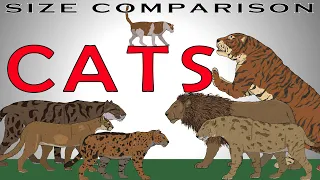 PREHISTORIC EXTINCT ANIMALS | Cats Size Comparison + BONUS FACT