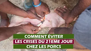 COMMENT ÉVITER LES CRISES DU 21EME JOUR CHEZ LES PORCS?