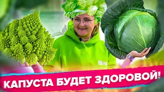 ПОЧЕМУ ТРЕСКАЕТСЯ КАПУСТА? ОТКУДА БЕРЕТСЯ КИЛА И ВСЕ О БОЛЕЗНЯХ КАПУСТЫ