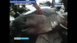 Вести-Хабаровск. Акула в Ванино