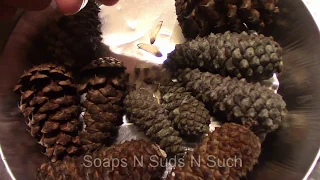 How to collect Pine tree seed from pine cones