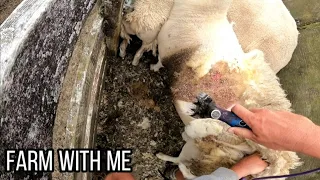 Shaving MAGGOTS off a Ram! + applying medicine