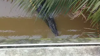 Amazing Crocodile(Nilwala River)