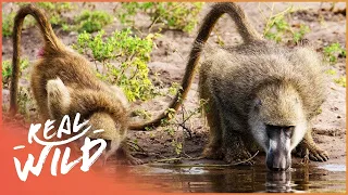 Incredible Baboons Found Along The Luangwa River | Valley Of The Golden Baboons | Real Wild  Shorts