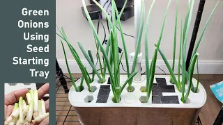 Grow Green Onions using Aerogarden Seed Starting System, Spring Onions, Hydroponics Growing