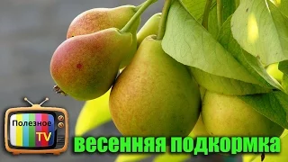 ПОДКОРМКА ГРУШИ ВЕСНОЙ