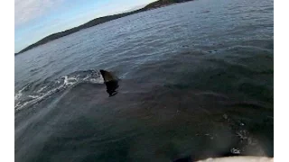 Kayaker has close encounter with 5-metre great white shark, Australia