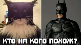 Кто на кого похож? Коты которые похожи на известных людей и персонажей