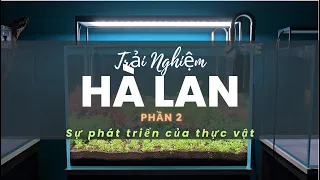 Sự thay đổi của thực vật sau 3 tuần - Trải Nghiệm bể thủy sinh phong cách Hà Lan (Phần 2)