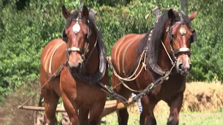 Belgian Draft Horses-rural heritage-horse drawn potato harvester