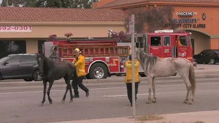 LACoFD Firefighters Help Round Up Two Loose Horses