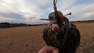 Training falcon with kite