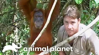 Witness Steve Irwin’s Close Connection With Orangutan and Baby | Crocodile Hunter | Animal Planet