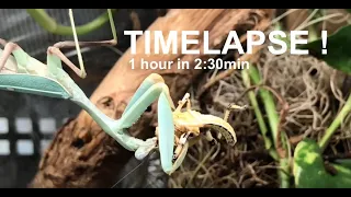 Praying Mantis eating a Locust ( TIMELAPSE 1 hour in 2:30min ! )