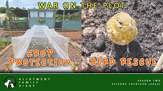 Allotment Wars | Allotments For Beginners | Allotment Vlog Ep. 14