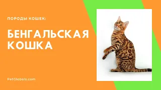 Бенгальская кошка (история, описание, особенности содержания)