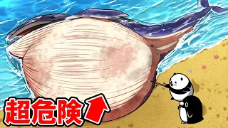 【触るな】座礁クジラに近付いてはいけない衝撃の理由…！【アニメ】