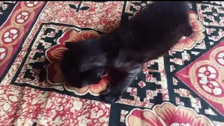 15 Days Old Cute kitten/#kittenEpisode1