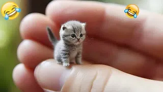 🤣🐈 New Funny Cats and Dogs Videos 🐱😂 Best Funny Animals 2024 # 25