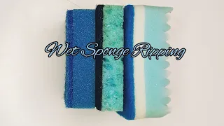 ASMR • Wet Sponge Ripping • 💙🤍💙#asmr #spongeripping #asmrvideo #spongeasmr