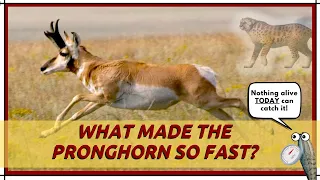 What Made The Pronghorn So Fast?
