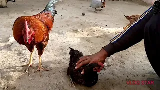 Rooster Meeting Compilation | Village Animals |