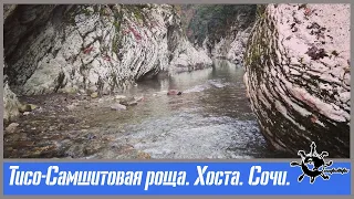 Тисо-Самшитовая роща. Хоста. Сочи.